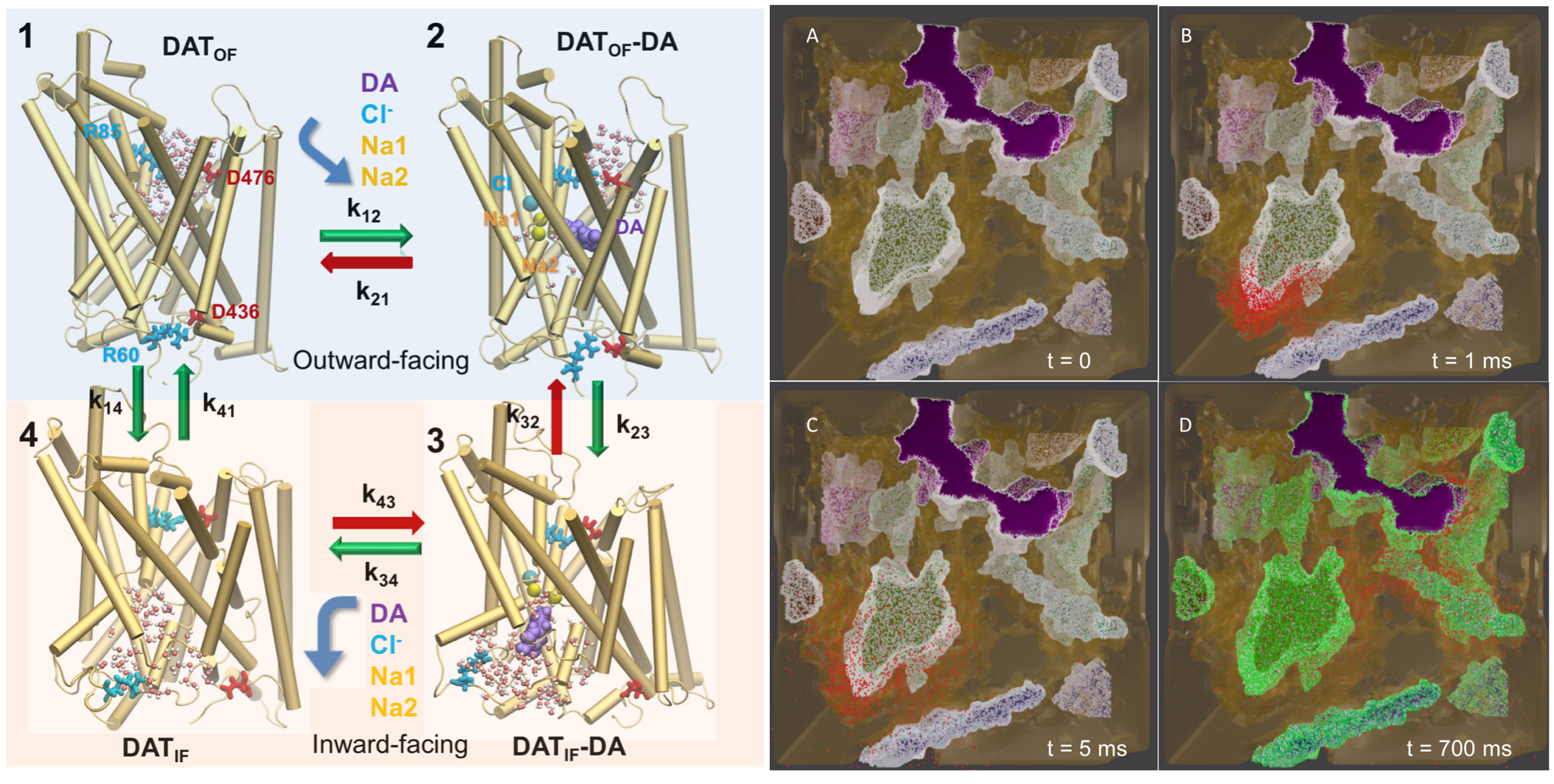 dopamine model