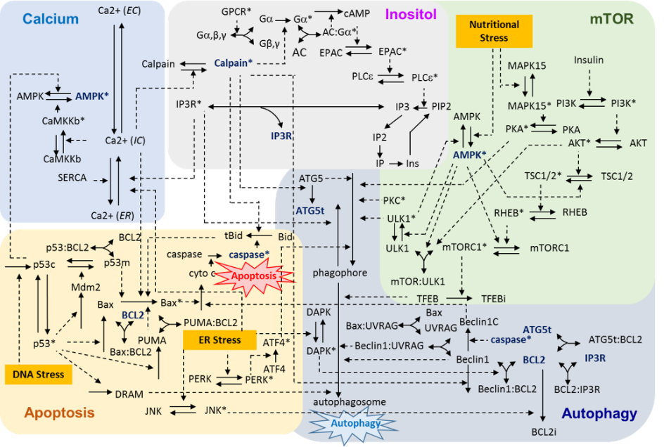 Reaction network diagram of the apoptosis-autophagy crosstalk model.