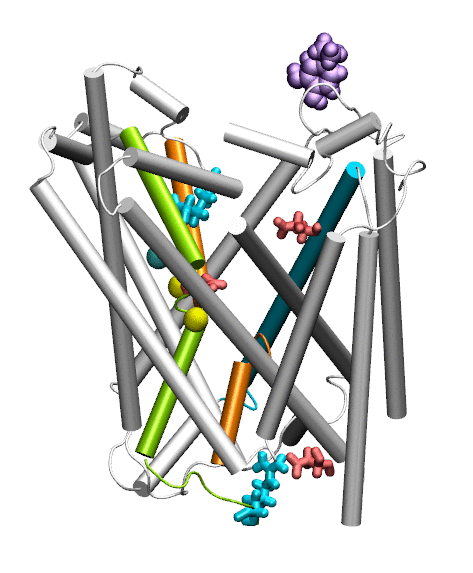 dopamine transport